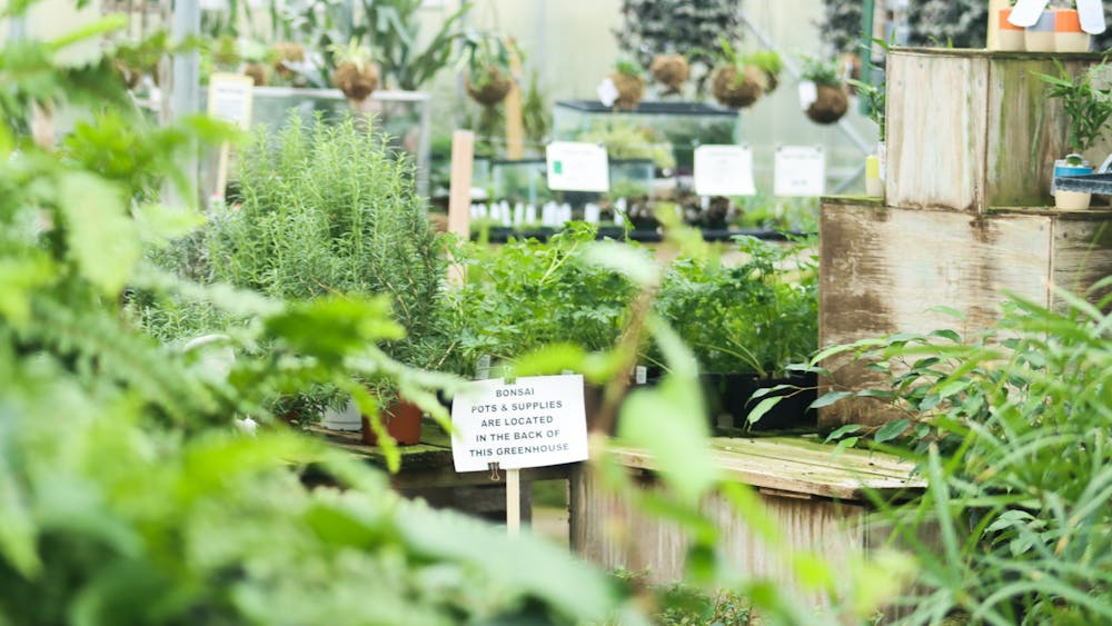 Dozens of plants appear on display inside the houseplant greenhouse at Mays Greenhouse, located at 6280 Old State Road 37, on Jan. 11. Many local nurseries, including Mays, have benefited from people choosing gardening as a new hobby during recent months. 