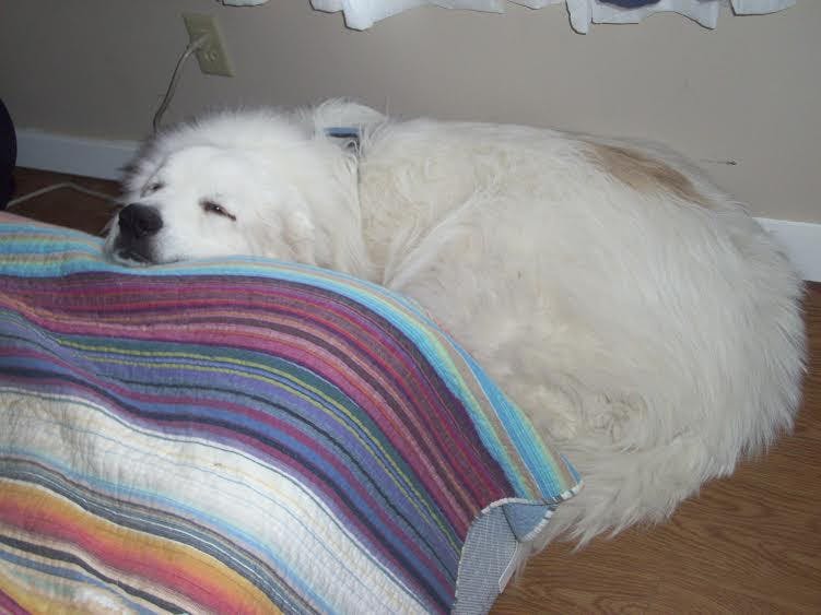 Henry, a Great Pyrenees, is caught in a custody battle between Shonna Flynn and Jennifer Peavler Bradley.