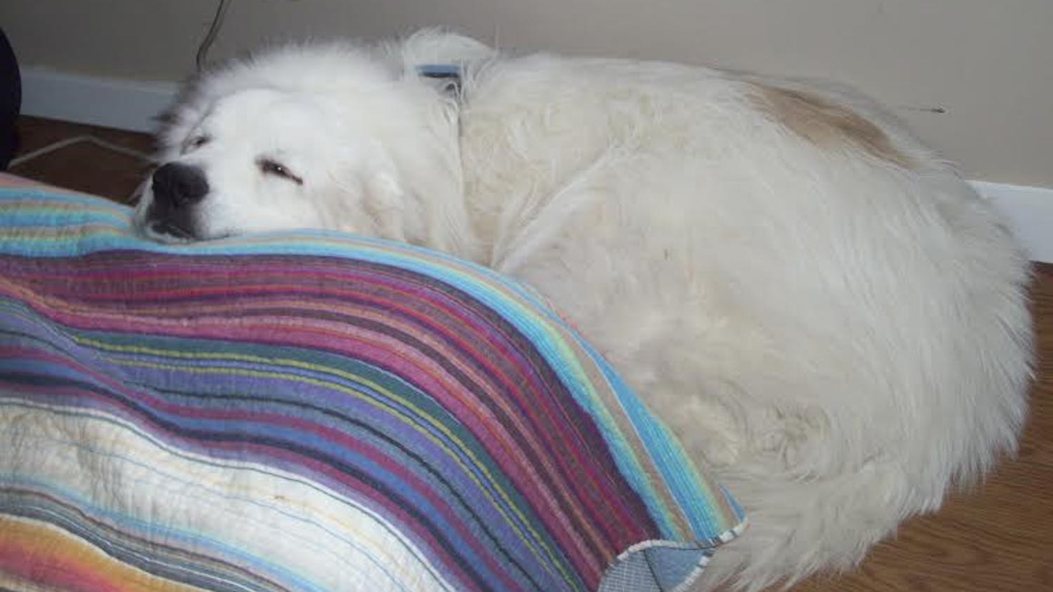 Henry, a Great Pyrenees, is caught in a custody battle between Shonna Flynn and Jennifer Peavler Bradley.