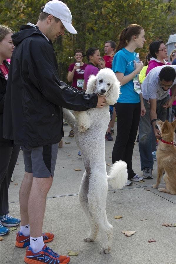 Run for the Animals