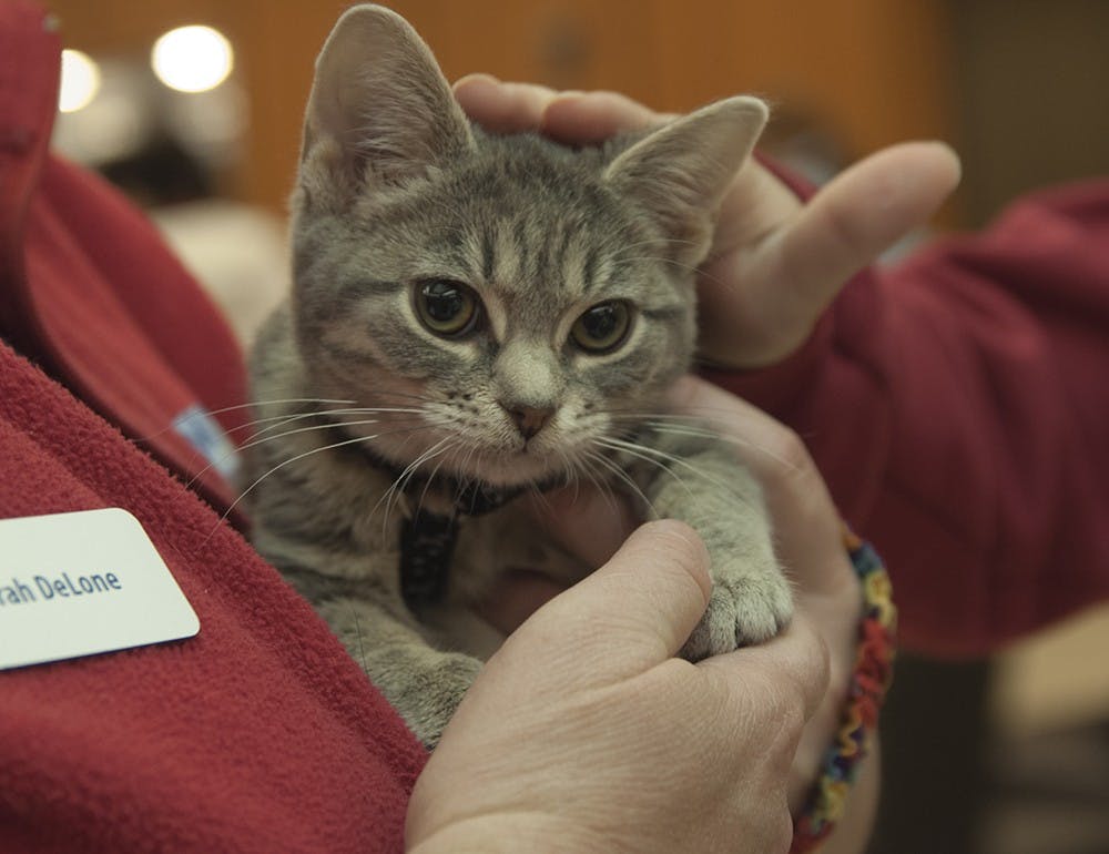 Students pet Sparkles, a therapy in cat in training, during the DeStress Fest on Nov. 13, 2013 at the Wells Library. Cats like Sparkles will have the chance to be adopted for free as part of the Monroe County Humane Society's Free Feline Fridays.