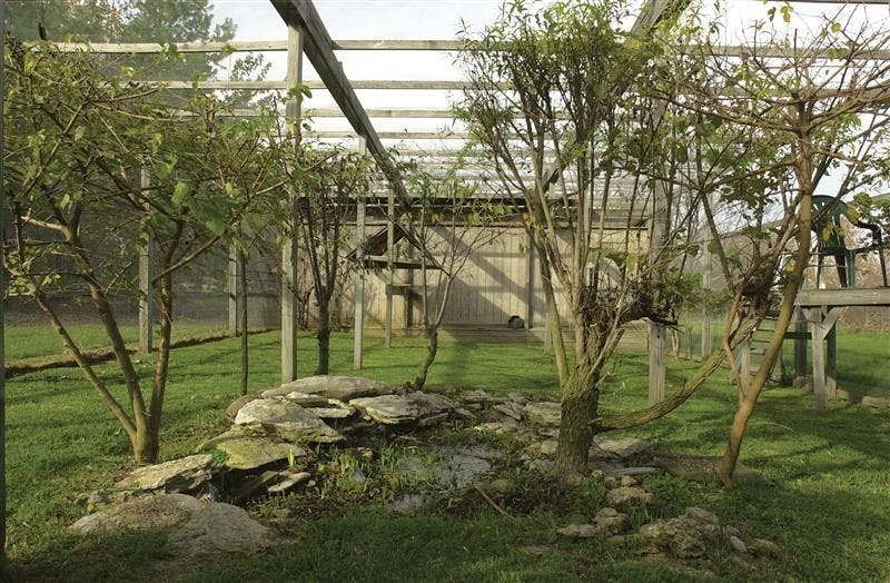Aviaries are designed to mimic birds’ natural habitat in order for doctors Meredith West and Andrew King to study their behavior.
