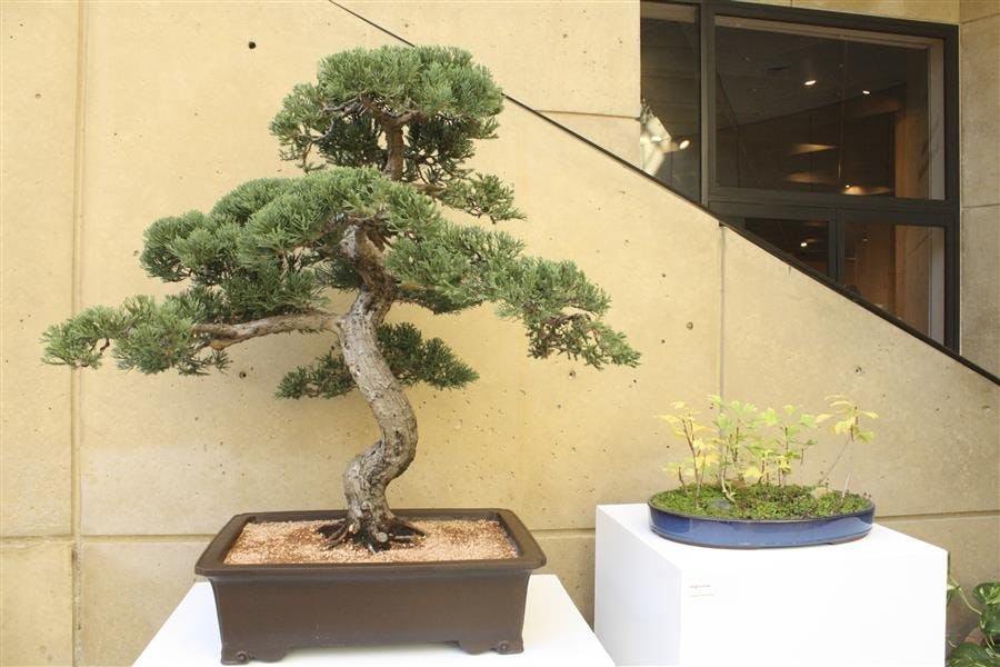 Art of Bonsai