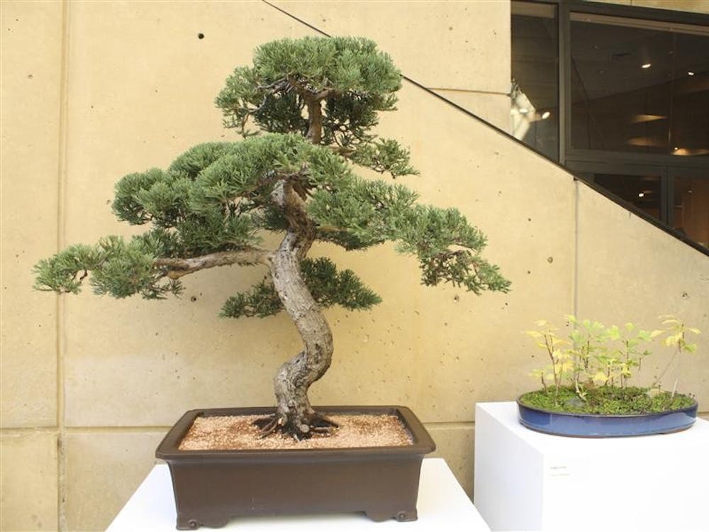 Trees fill the IU Art Museum Sunday afternoon as part of the Art of Bonsai exhibit.