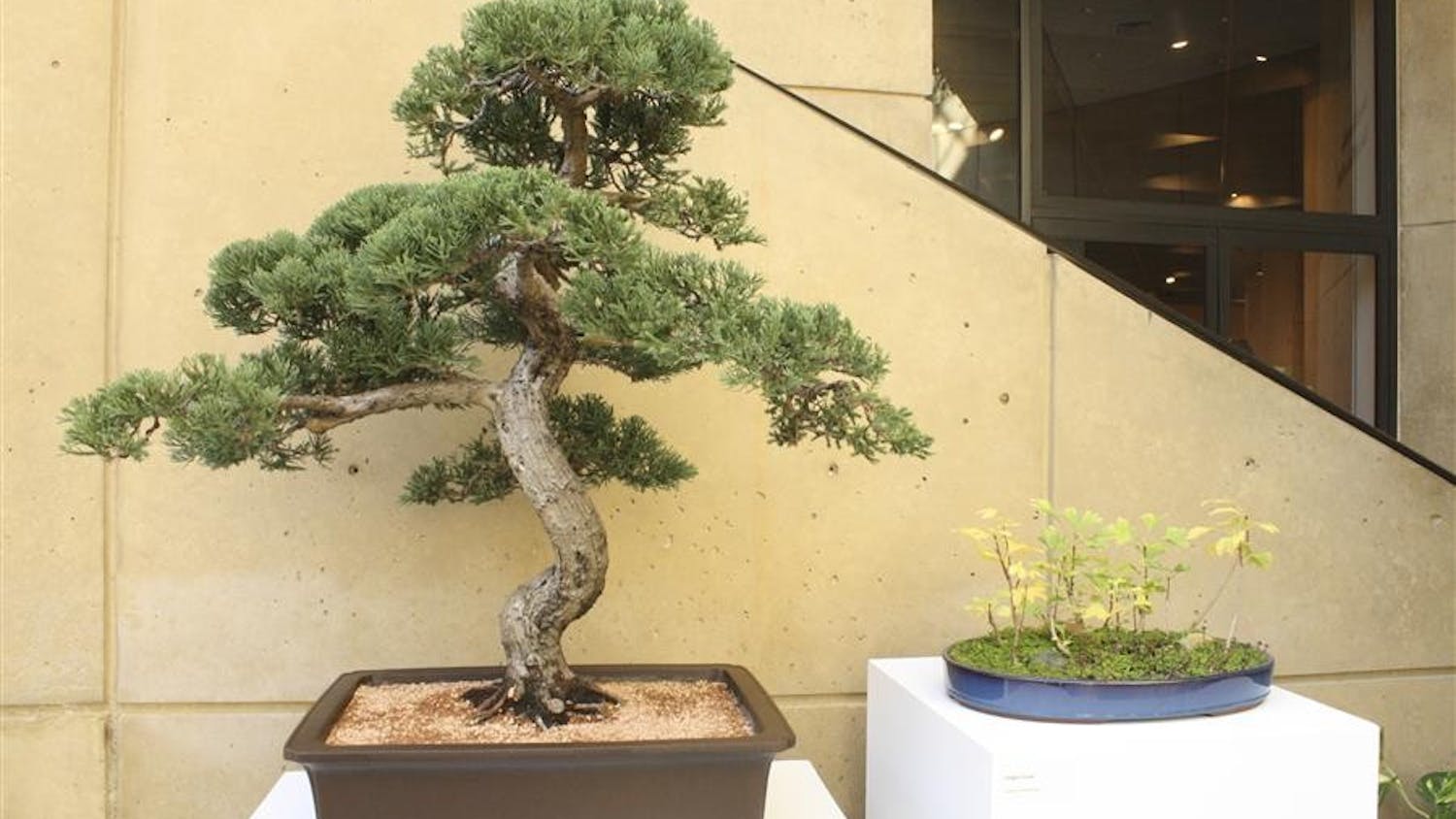 Art of Bonsai
