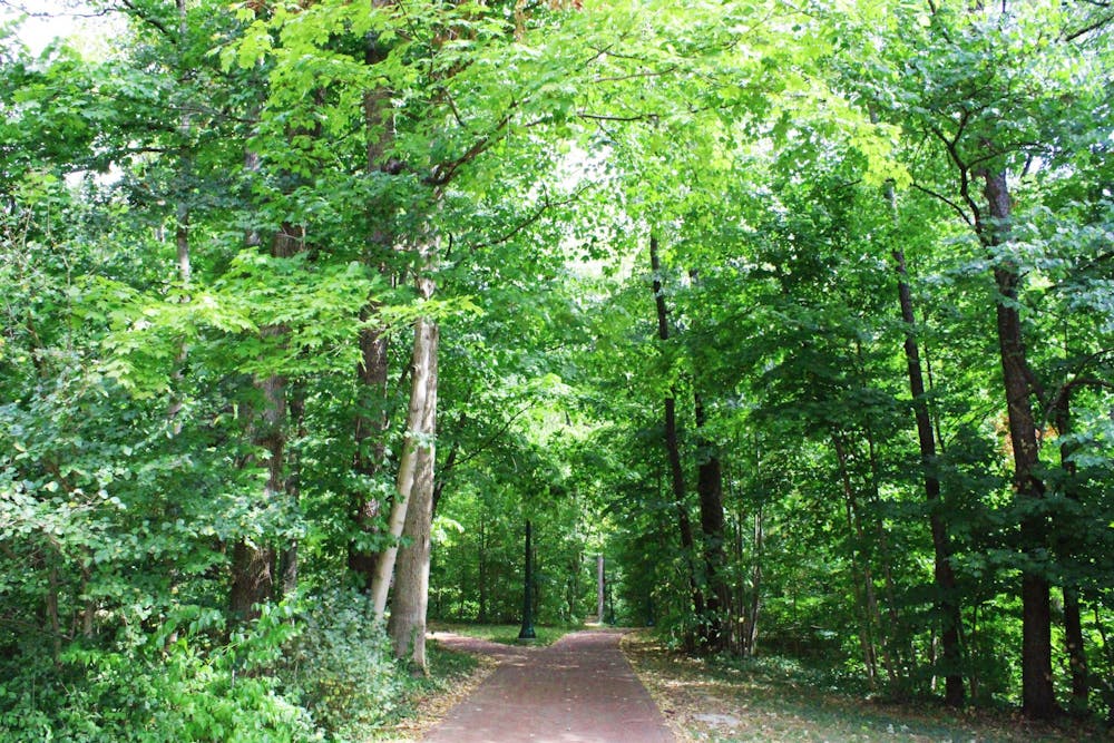 Trees line the walkways in Dunn's Woods.