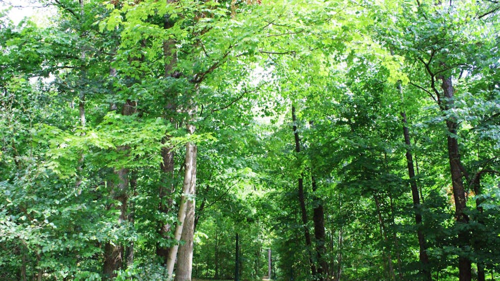 Trees line the walkways in Dunn's Woods.