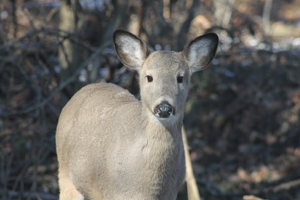 <p>This deer visits the backyard of a resident in a Bloomington neighborhood. This year, there were 62 deer killed in the deer culling, defined as the reduction of a population of (a wild animal) by selective slaughter, in Monroe County.</p>