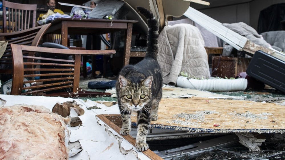 Cat Hoosier walks across debris June 17, 2019 in the Paynter family residence. President Joe Biden approved a disaster declaration for Indiana on April 15, 2023, that makes federal funding available to individuals affected by the deadly severe storms and tornadoes that occurred from March 31 to April 1. 