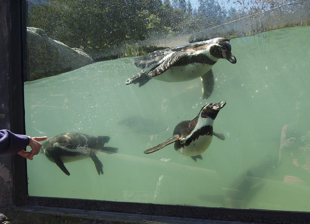 The Humboldt penguin is a South American penguin that breeds in coastal Peru and Chile. It is named for the cold water current it swims in, which itself is named after the Prussian explorer Alexander von Humboldt. 