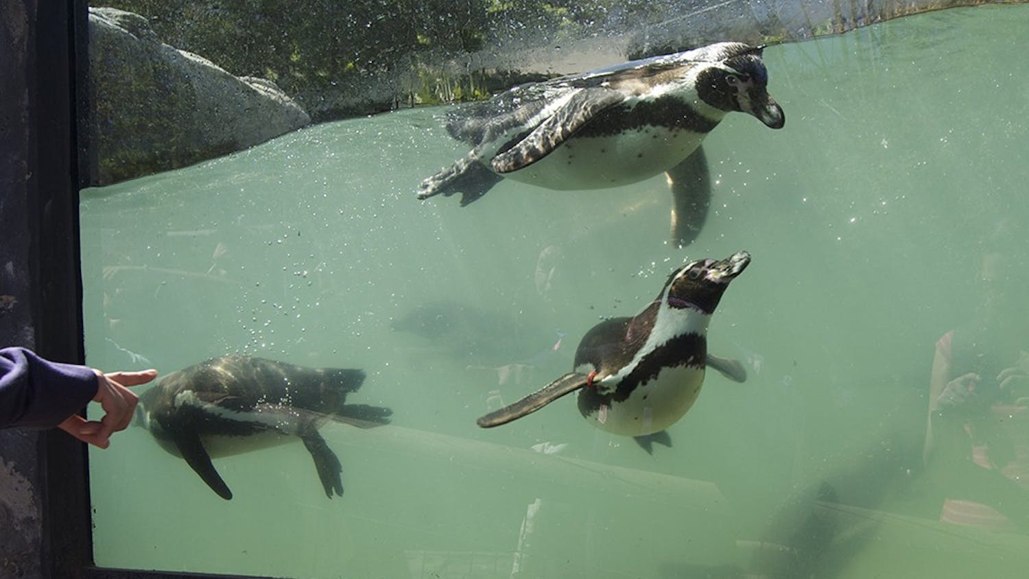 The Humboldt penguin is a South American penguin that breeds in coastal Peru and Chile. It is named for the cold water current it swims in, which itself is named after the Prussian explorer Alexander von Humboldt.