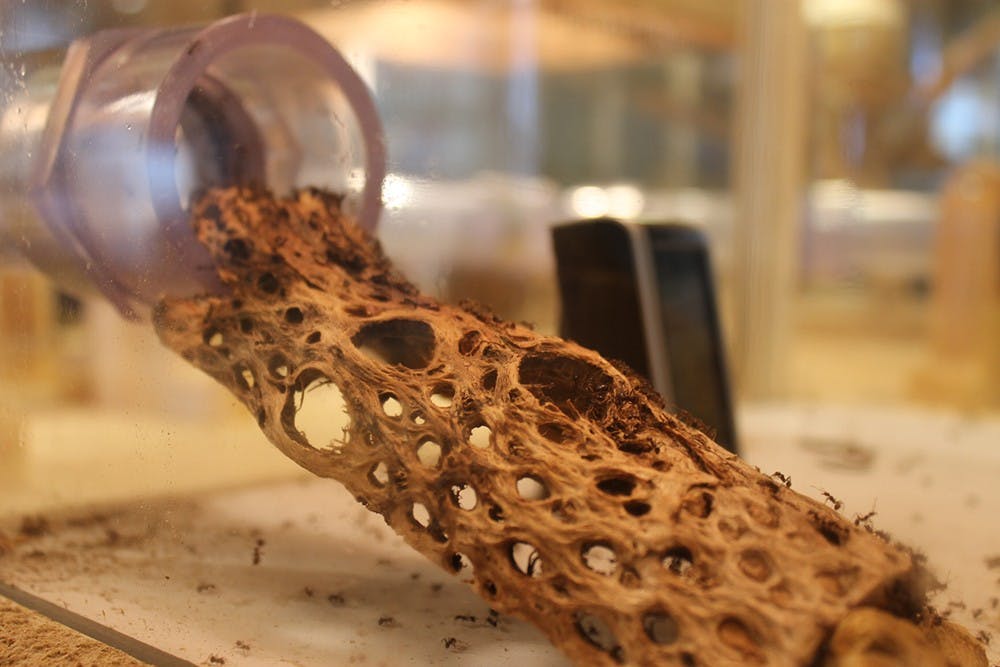 Big-headed ants forage around in their exhibits at the WonderLab Museum on Wednesday. Magnifying video cameras mounted outside of the colony exhibits provide closer views of the ants' behaviors. The special exhibition will be on display through March 27. 