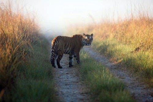 Travel Trip India Trailing Tigers