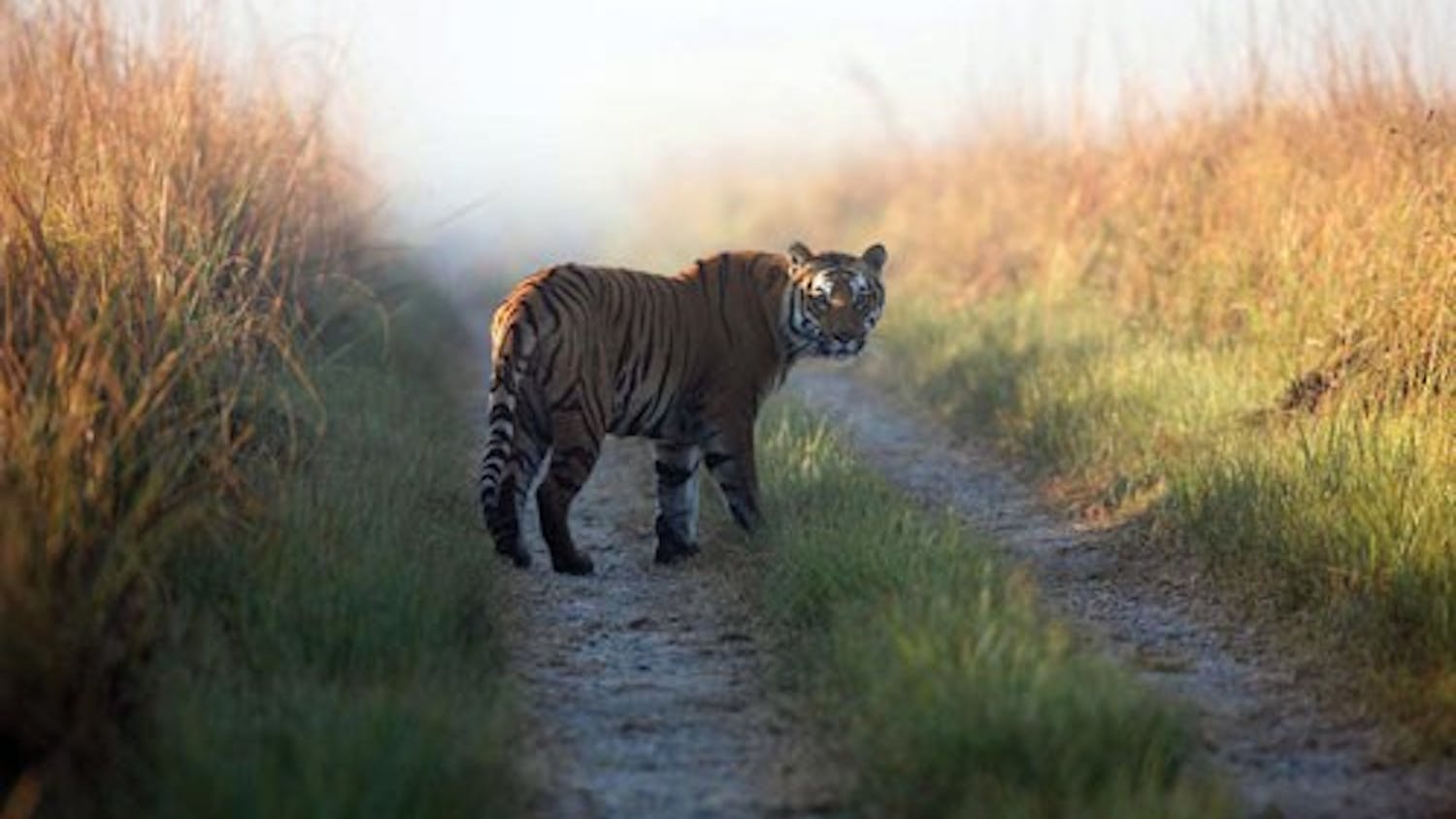 Travel Trip India Trailing Tigers