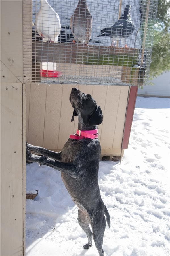HuntingDogs