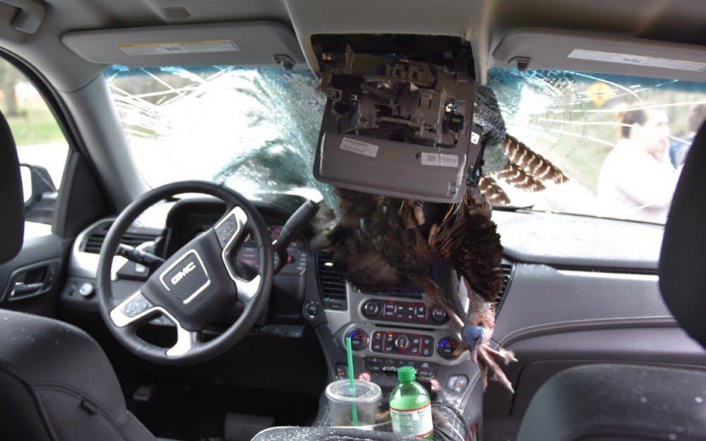 A 35-pound-turkey lodged in the windshield of John Tarabocchia's rental car. Tarabocchia was the first of three drivers to hit and kill a wild turkey in Indiana during the last week of March.