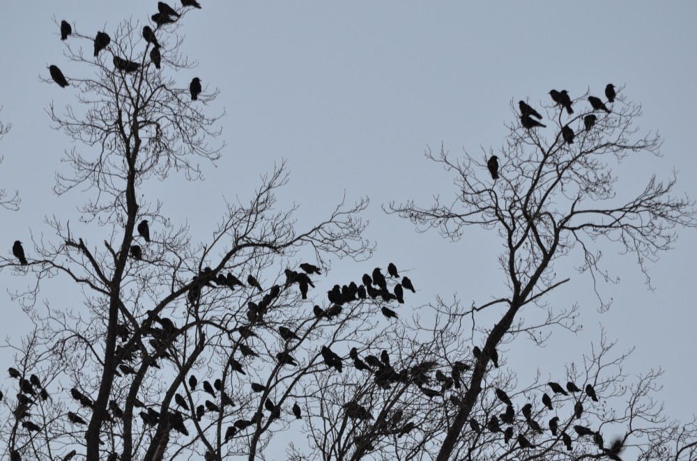 <p>American crows roost in a tree near Spruce Hall. Tens of thousands of crows descend on Bloomington each year.</p>