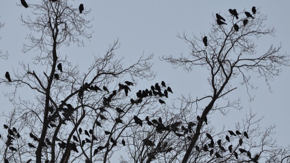 American crows roost in a tree near Spruce Hall. Tens of thousands of crows descend on Bloomington each year.