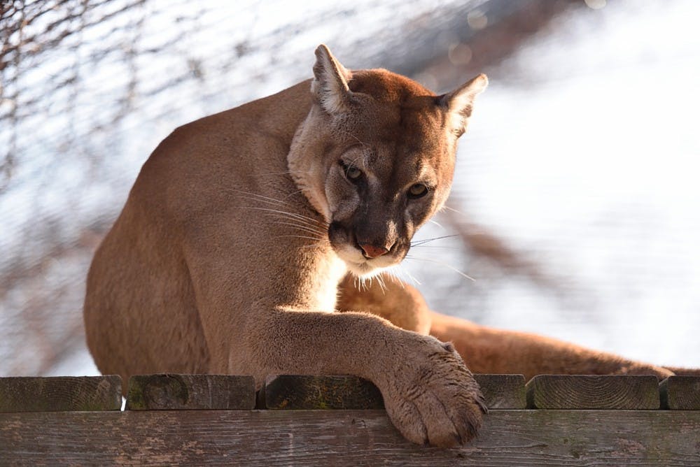 The Exotic Feline Rescue Center in Center Point, Indiana, relies on volunteers to augment the work of the paid keepers who work hands-on with the cats.