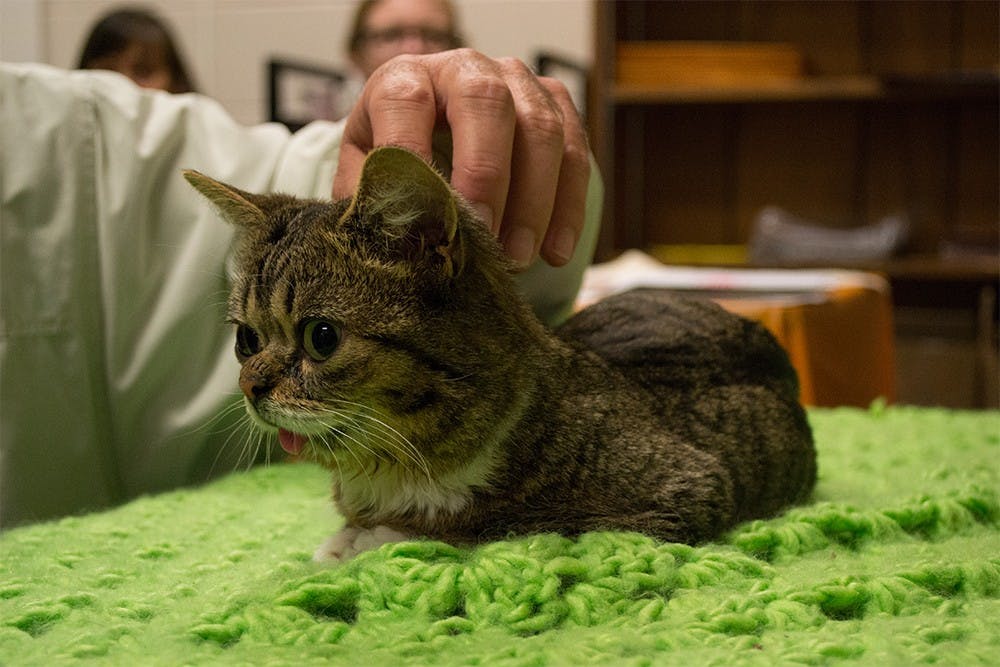 Feline celebrity Lil Bub meets with her fans Friday, Oct. 26, 2012 in the Bloomington Animal Care and Control's shelfter. Bub's "dude," Mike Bridavsky, owner of Russian Recording, brought Bub to the shelter for a meet-and-greet to promote its adopt-a-thon.