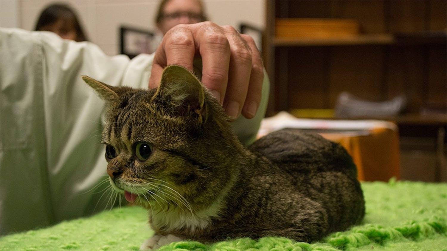 Feline celebrity Lil Bub meets with her fans Friday, Oct. 26, 2012 in the Bloomington Animal Care and Control's shelfter. Bub's "dude," Mike Bridavsky, owner of Russian Recording, brought Bub to the shelter for a meet-and-greet to promote its adopt-a-thon.