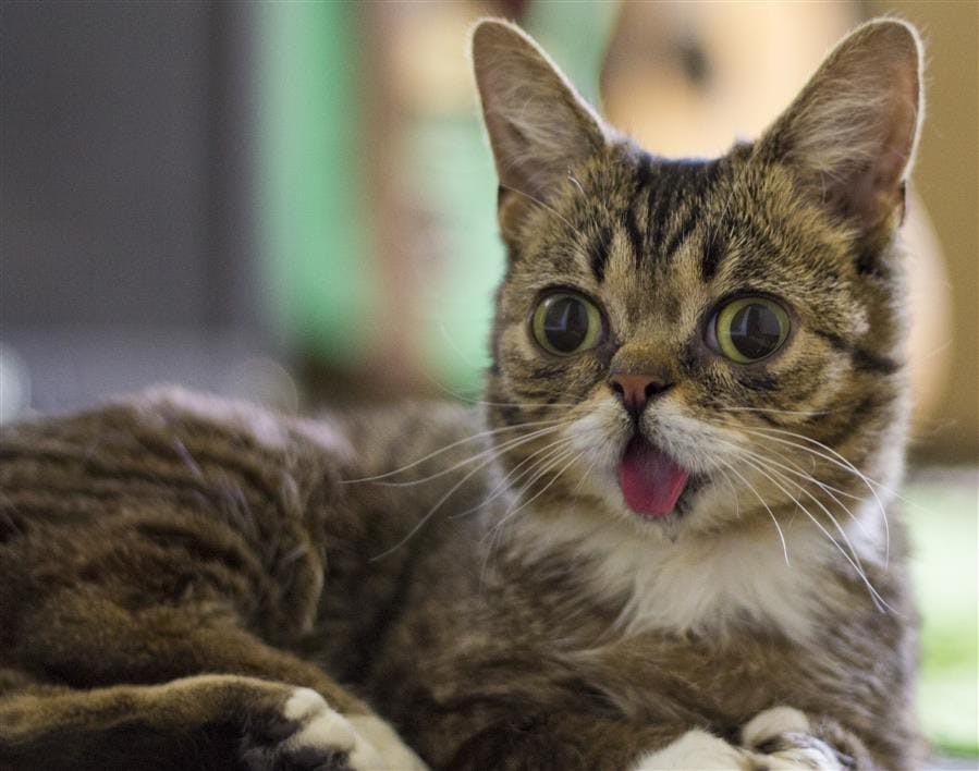 LilBub.jpg