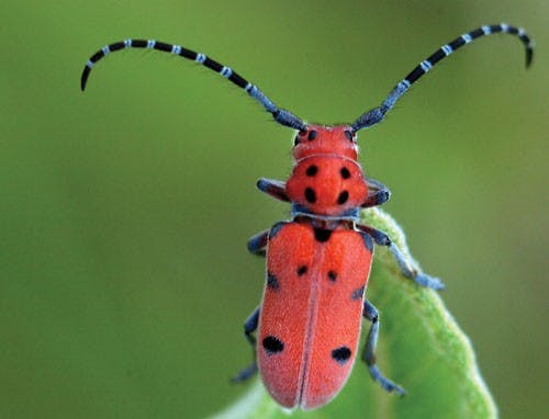 Red Beetle