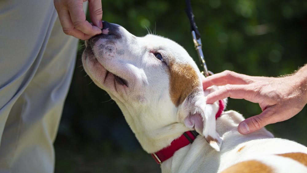 A one-year-old Shar-Pei-Pitbull mix, Spike, smells a volunteer's hand before the ribbon-cutting ceremony Tuesday, June 5, at the Bloomington Animal Shelter. The event was the official opening of the newly renovated animal shelter.&nbsp;