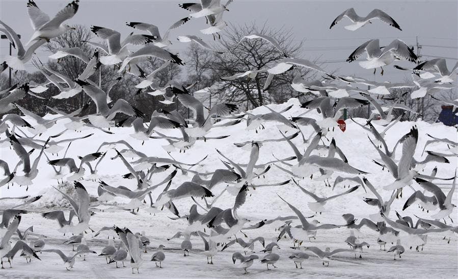 Gulls Take Flight