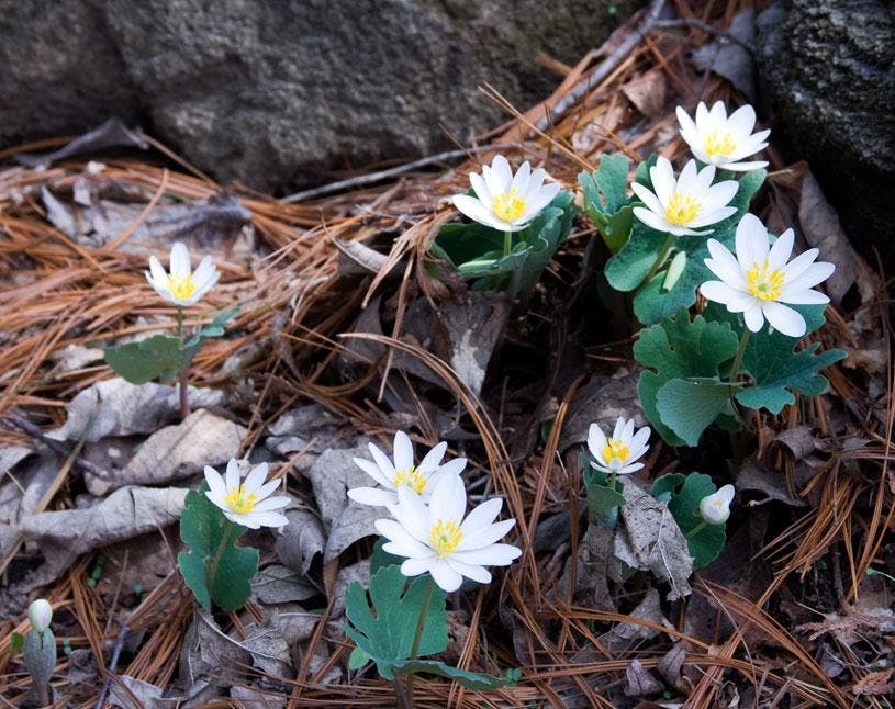 Bloodroot flowers