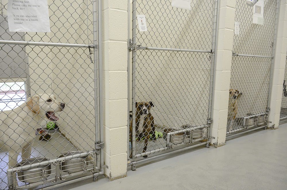 "Think it through." said Virgil Sauder, manager of the animal shelter, when asked about college students getting pets. He said it is a big responsibility and time commitment to have a pet. 