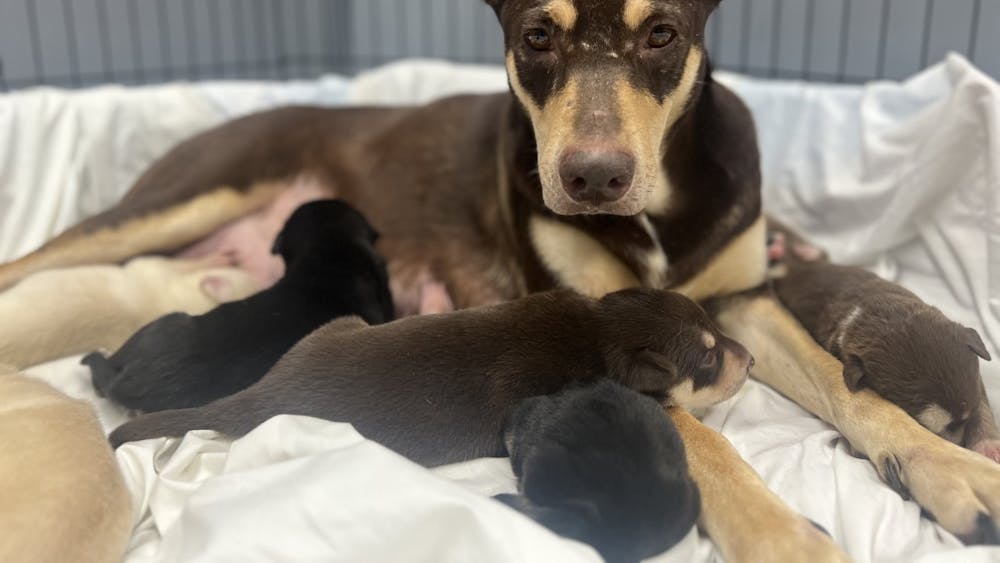 A dog and her puppies are photographed at the Bloomington Animal Shelter. Police seized 68 Carolina dogs from a breeding operation on March 17, 2023, in Bloomington.