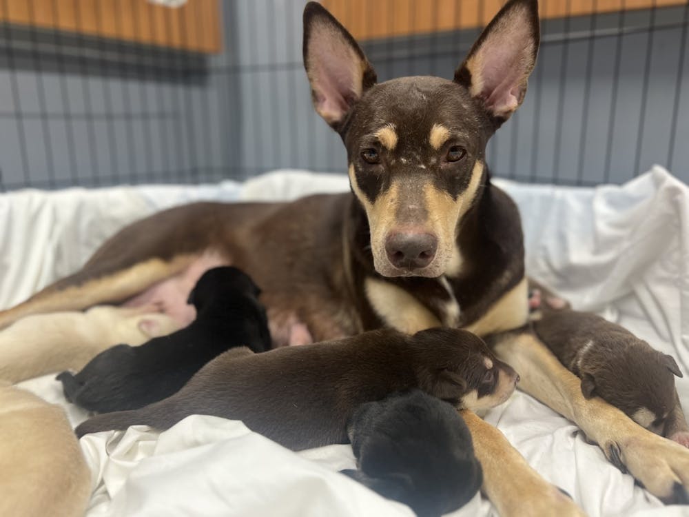 A dog and her puppies are photographed at the Bloomington Animal Shelter. Police seized 68 Carolina dogs from a breeding operation on March 17, 2023, in Bloomington.
