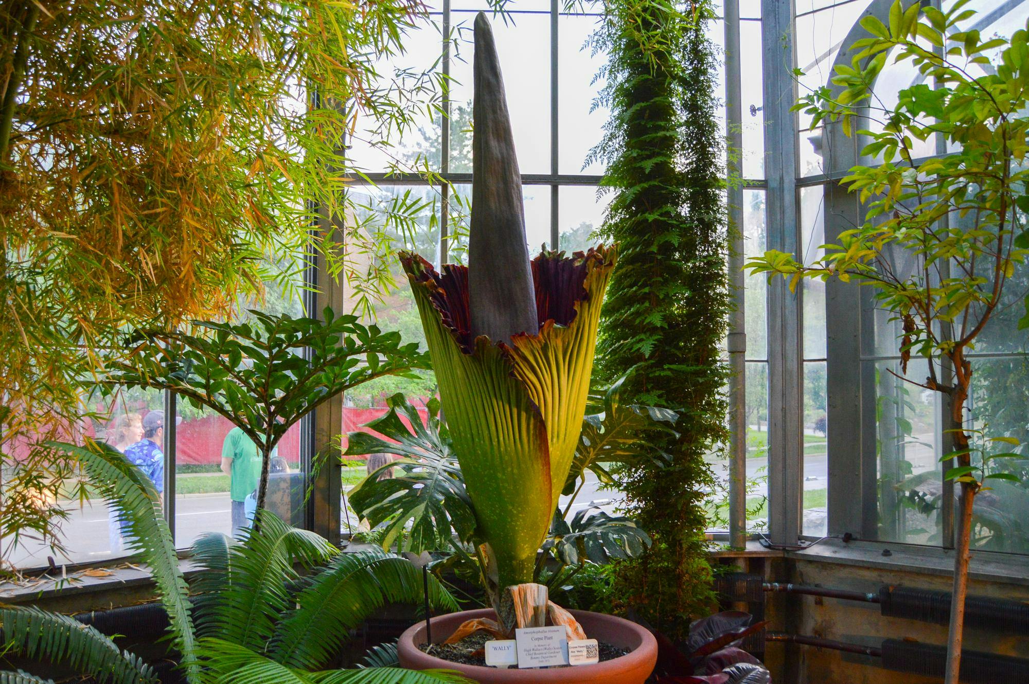 entcorpseflower070125.jpeg