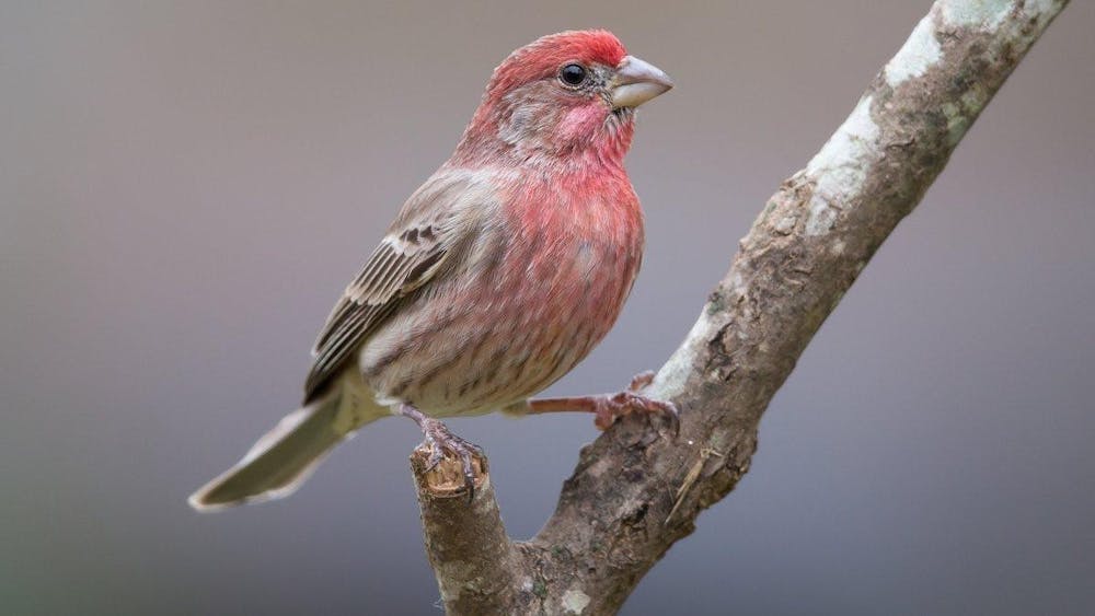 一只鸟栖息在树枝上。包括门罗县在内的印第安纳州53个县存在一种尚未确定的禽类疾病。