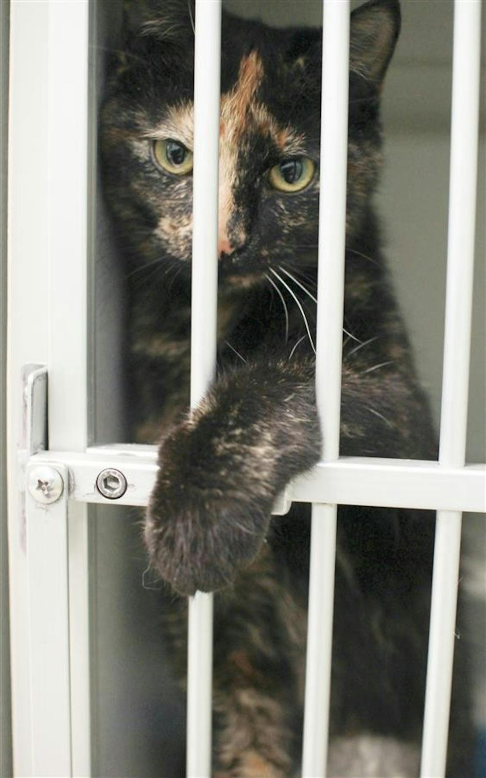 Animal Shelter