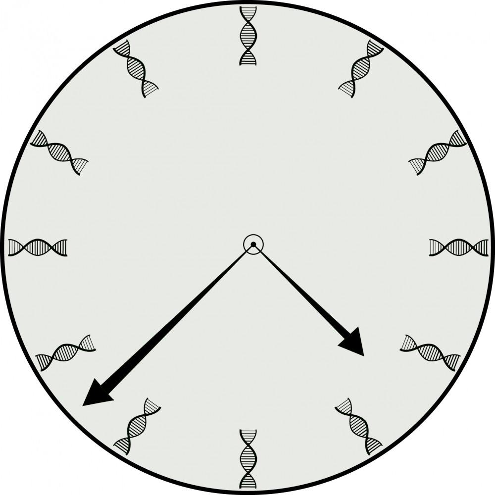 ILLO: DNA Clock