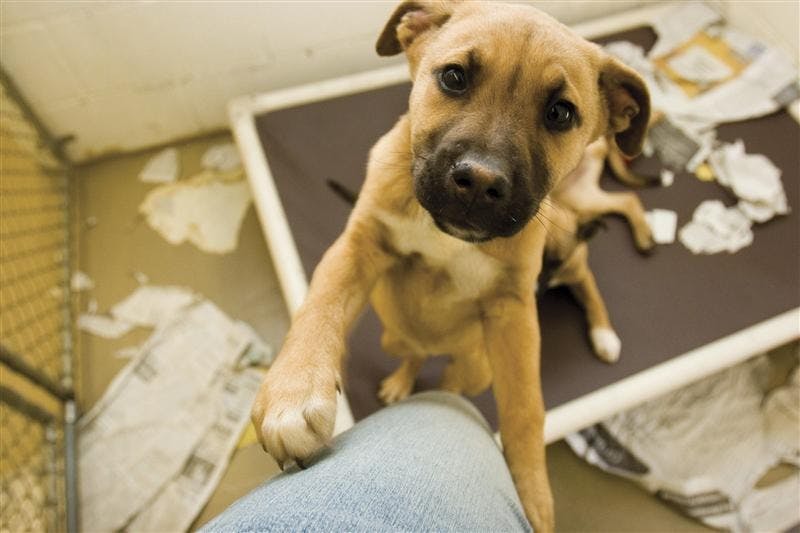Dogs, cats, rabbits and even a snake wait for people to take them to their "forever homes" at the Bloomington Animal Shelter March 21, 2007. 