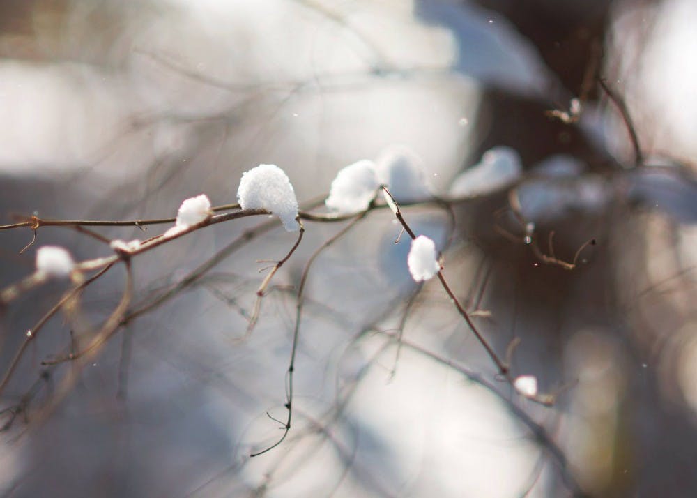 Snow sits on a branch in Bloomington last winter. The Festival of Trees on Nov. 24 is an unofficial start to the Bloomington holiday shopping season.