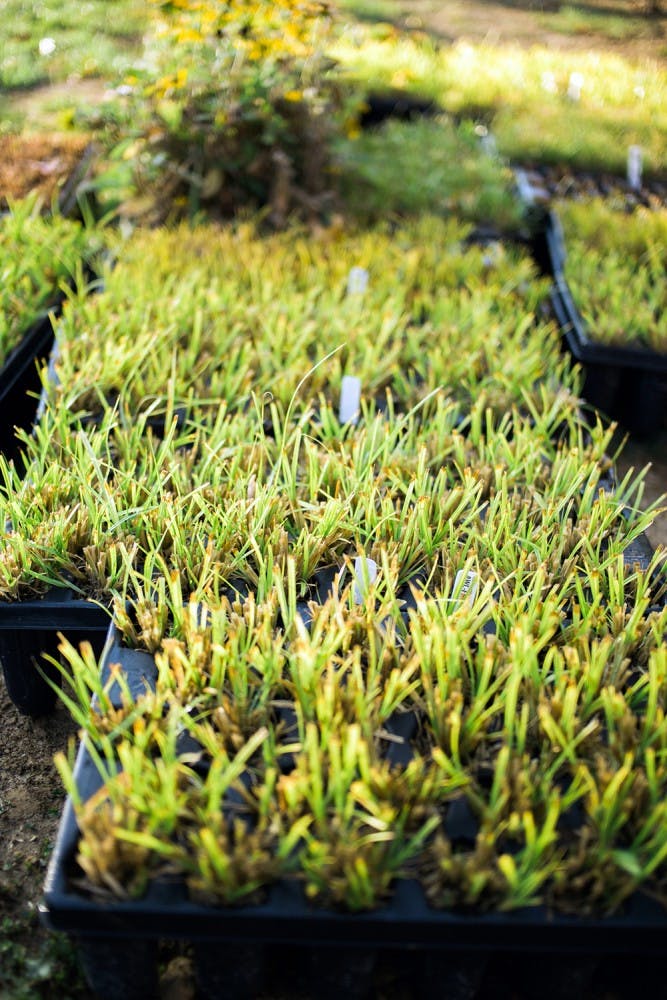 Plantings in the rain garden will mitigate the problems of stormwater runoff.