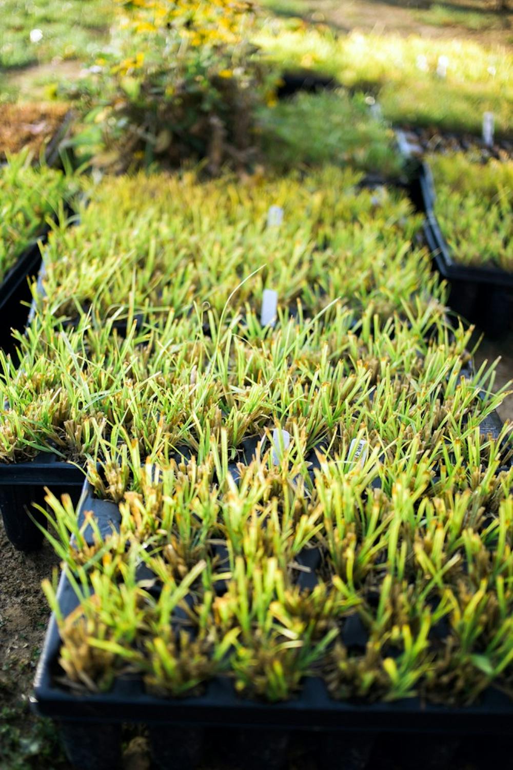 Plantings in the rain garden will mitigate the problems of stormwater runoff.