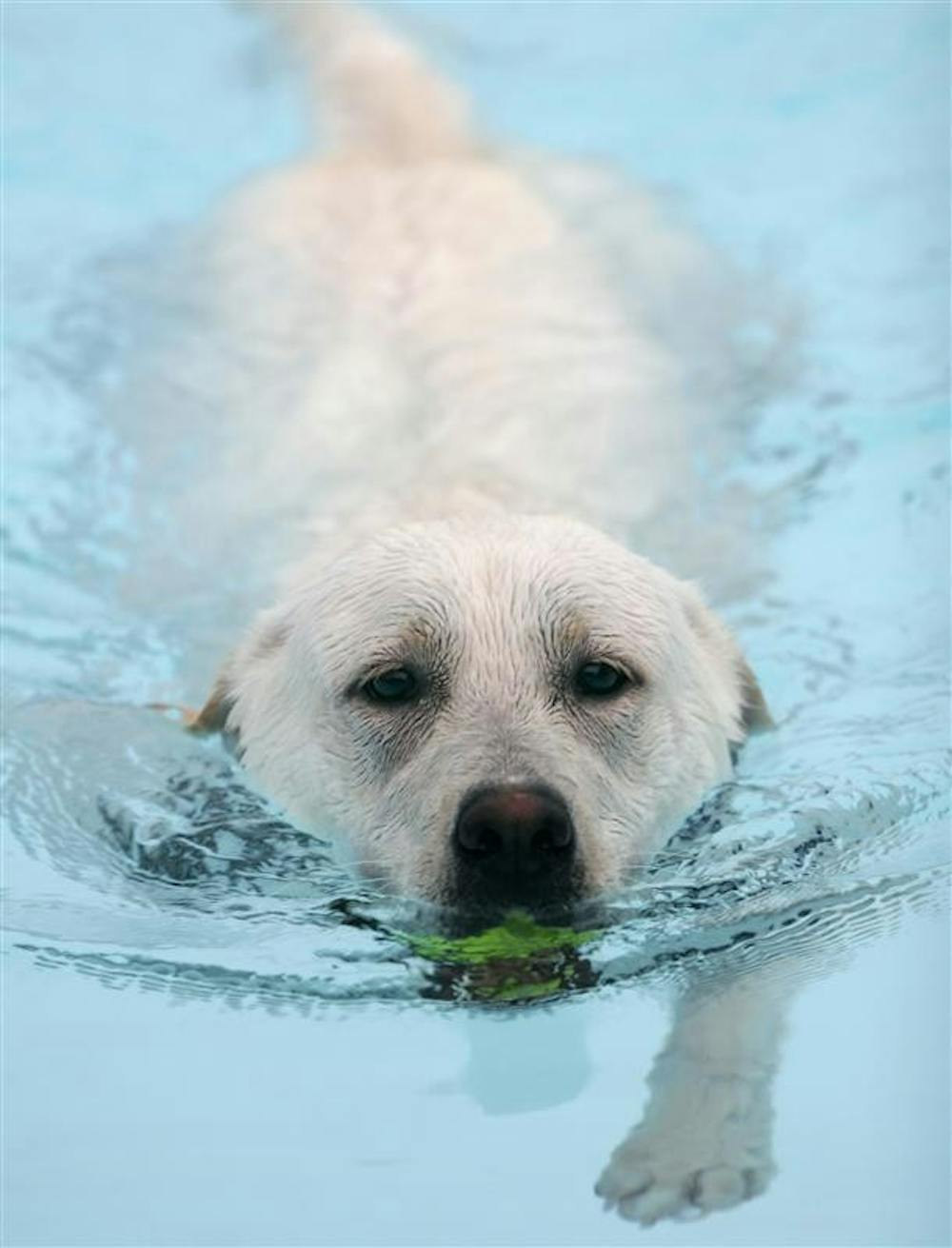 Darby, a White Lab, returns a tennis ball to owner Carol Moore at Bryan Park Pool Thursday evening.  Dogs were allowed entry for five dollars, while humans were free.