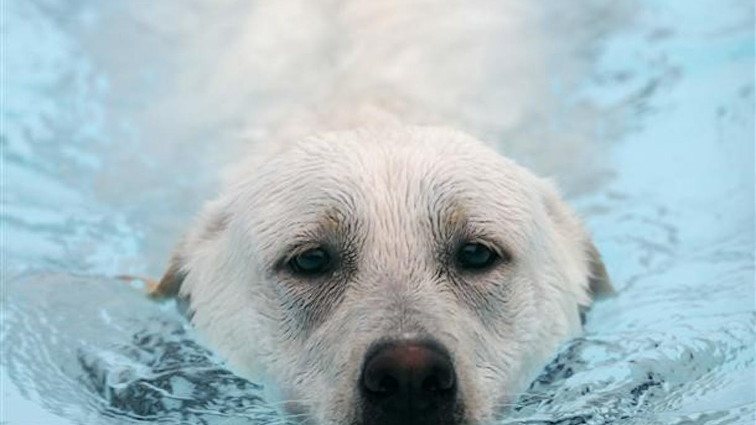 Darby, a White Lab, returns a tennis ball to owner Carol Moore at Bryan Park Pool Thursday evening. Dogs were allowed entry for five dollars, while humans were free.