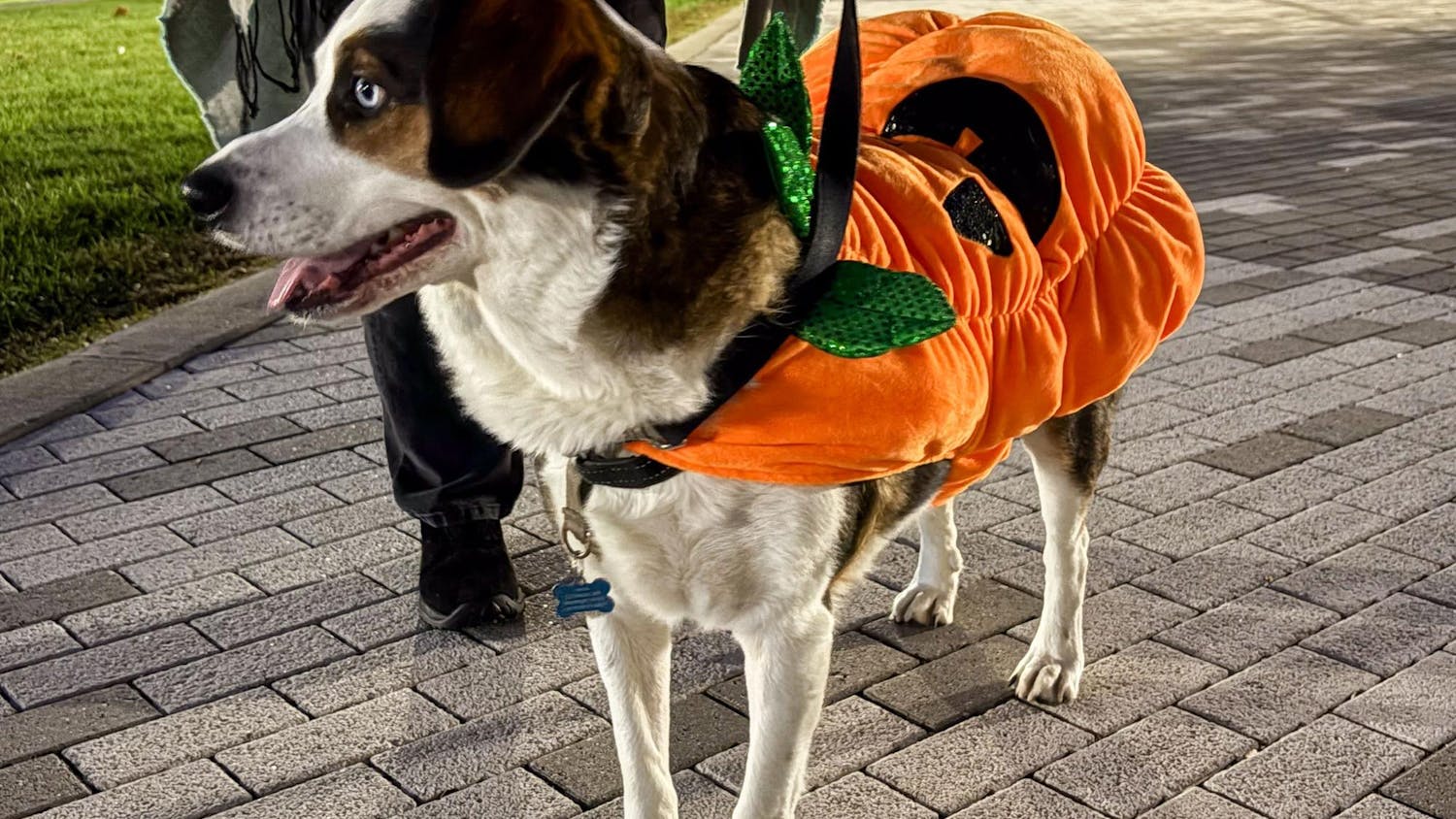 HowlattheMoon (1).jpg