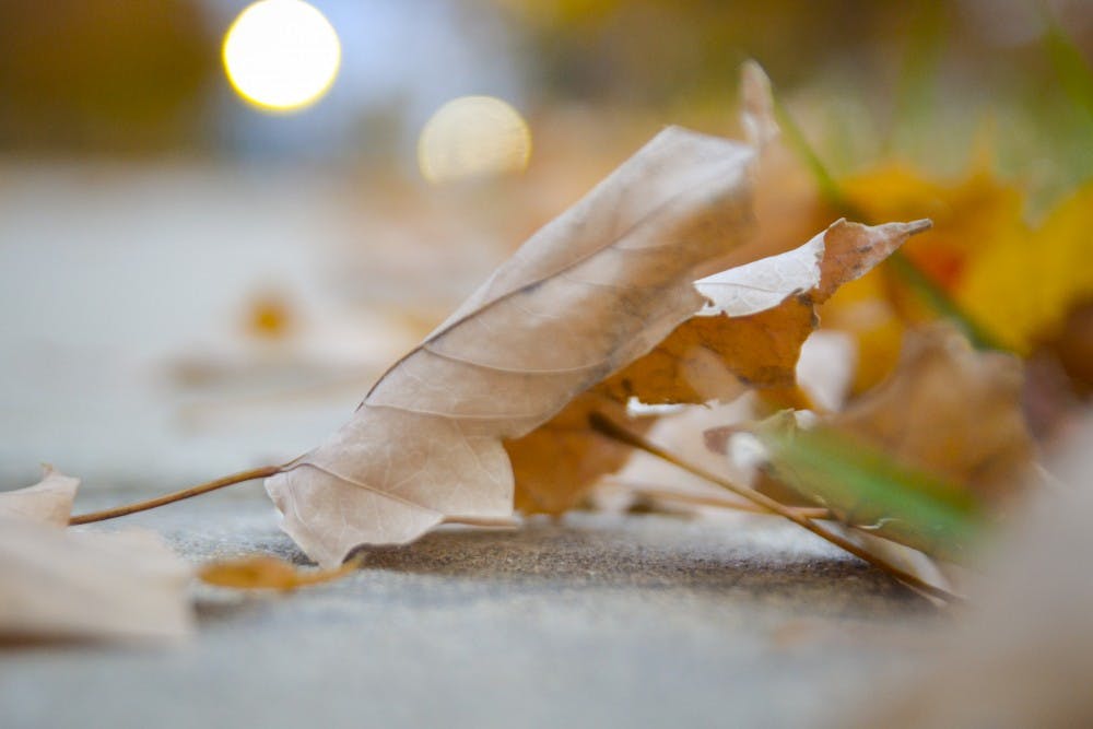 11月8日，云杉厅外，一片树叶落在地上。