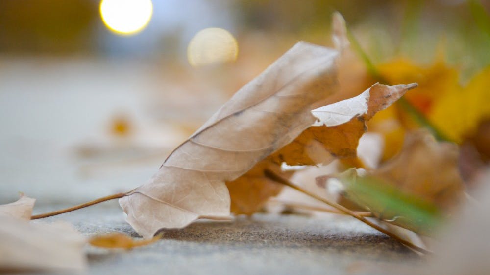 11月8日，云杉厅外，一片叶子躺在地上。
