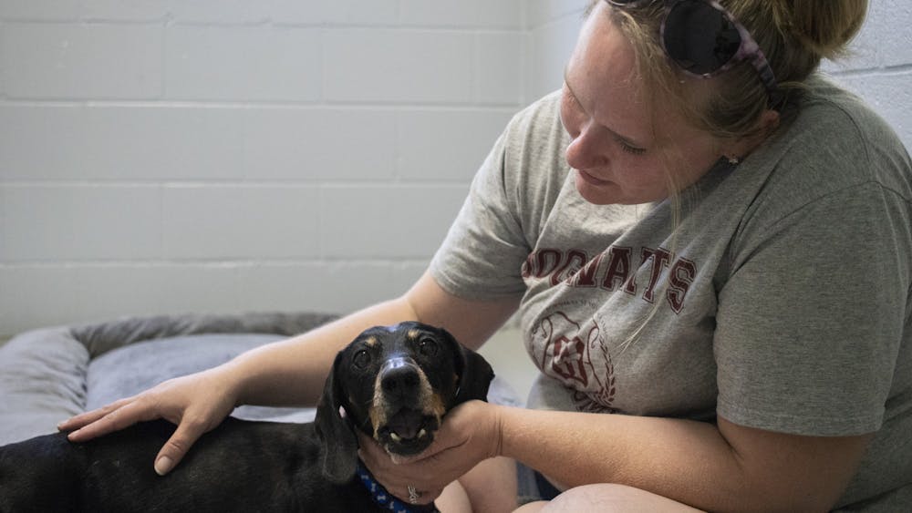 Bloomington resident Daniale Sciscoe pets dachshund Rocks on June 26, 2019, at Bloomington Animal Care and Control. The BACC seized 68 dogs on March 17 from an unauthorized hoarding and breeding operation.