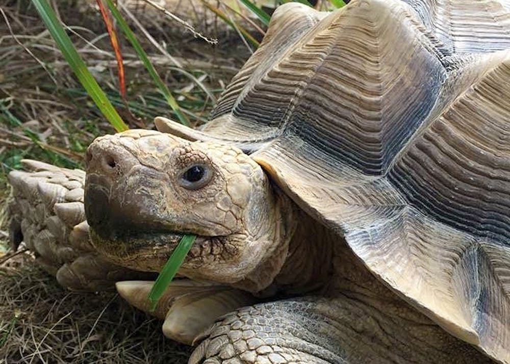 梅林是一只体重65磅，16岁的非洲苏尔卡塔龟。他喜欢脖子和脸颊上被人挠，当他的塔莎刮到他的蛋壳时，他会摇屁股。他是一只“人”龟。