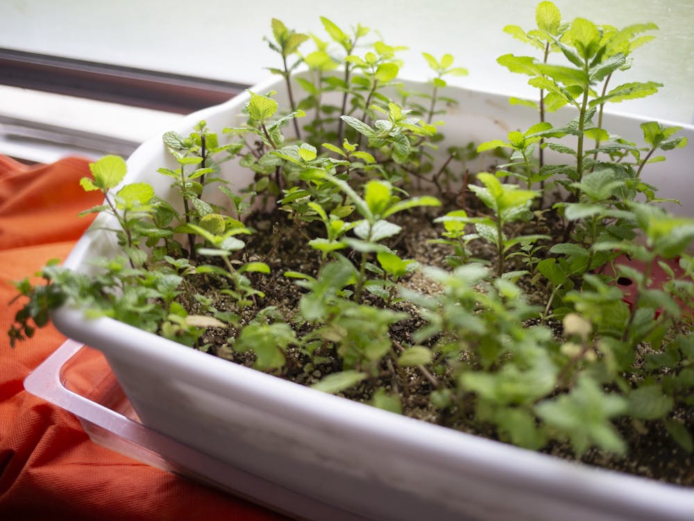 Mint grows in Ihab Mohamed's window on April 09, 2022. The mint, which the family uses for their tea, was transplanted from a neighbor's garden.
