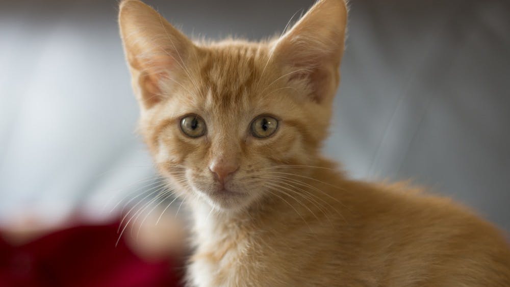 小猫很棘手。八周大的鲍伊以已故歌手大卫·鲍伊的名字命名，他喜欢在布卢明顿的公寓里追着主人猛扑过去。
